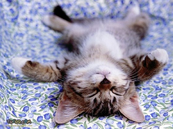 Sleeping_Kitty.jpg