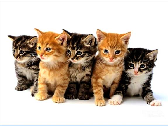 cute puppies and kittens wallpaper